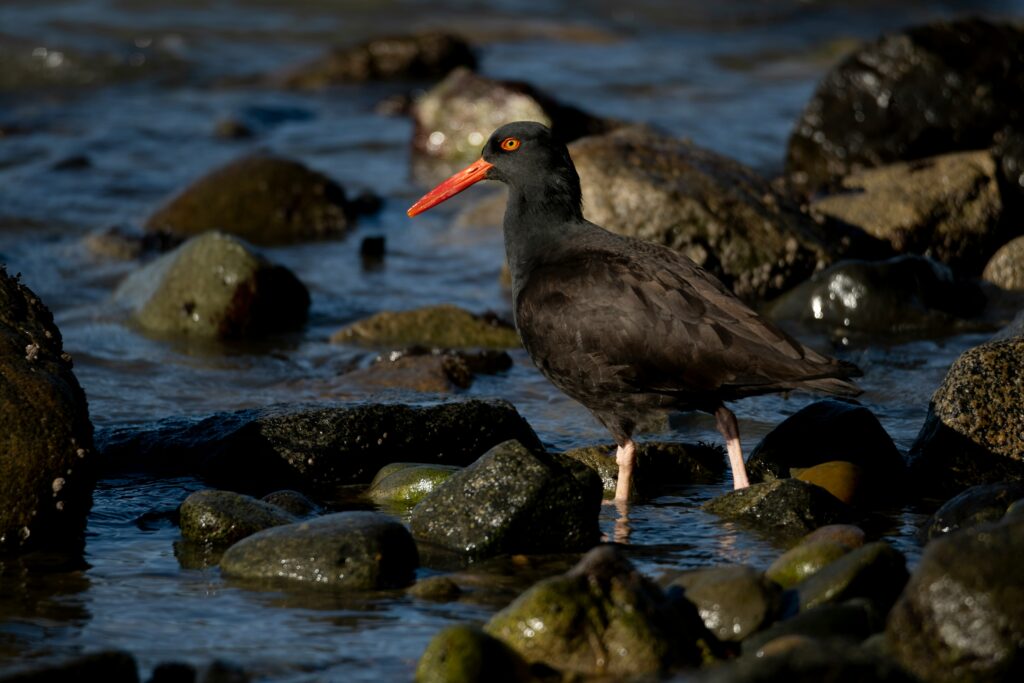 Photo of a black oystercatcher