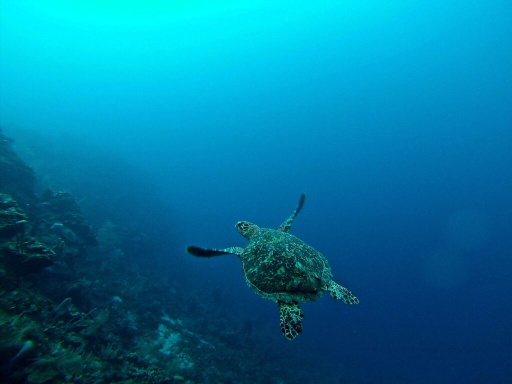 One of the best underwater cameras captures a sea turtle swimming