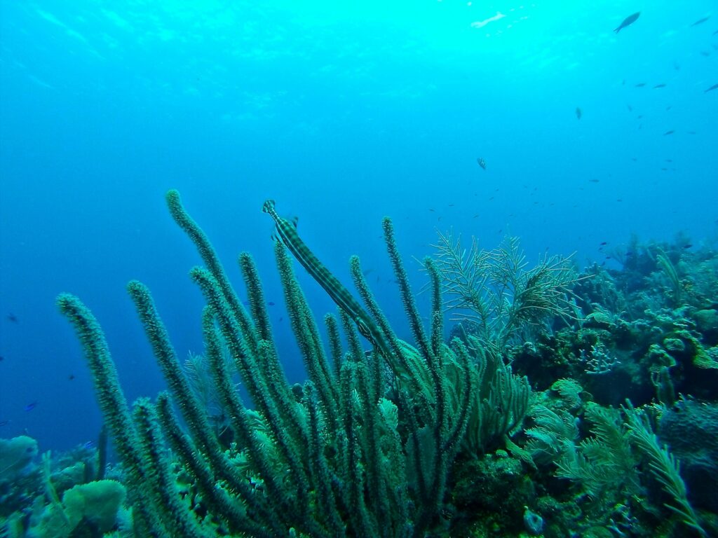 Underwater photography example