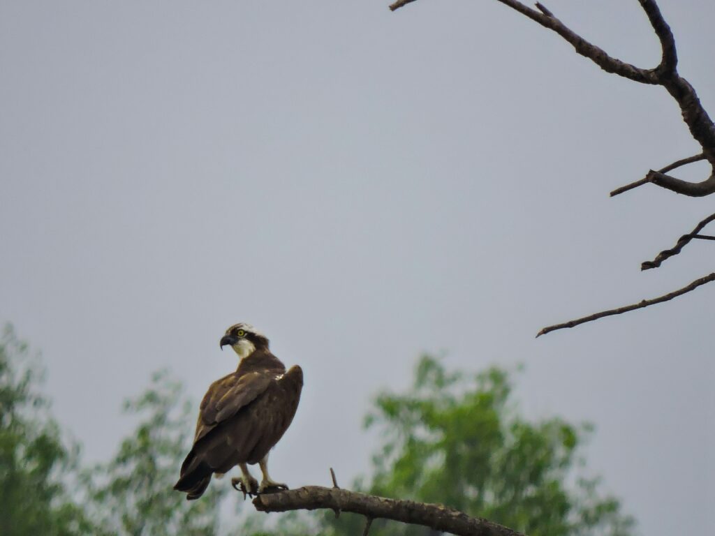 photo of an osprey on a branch