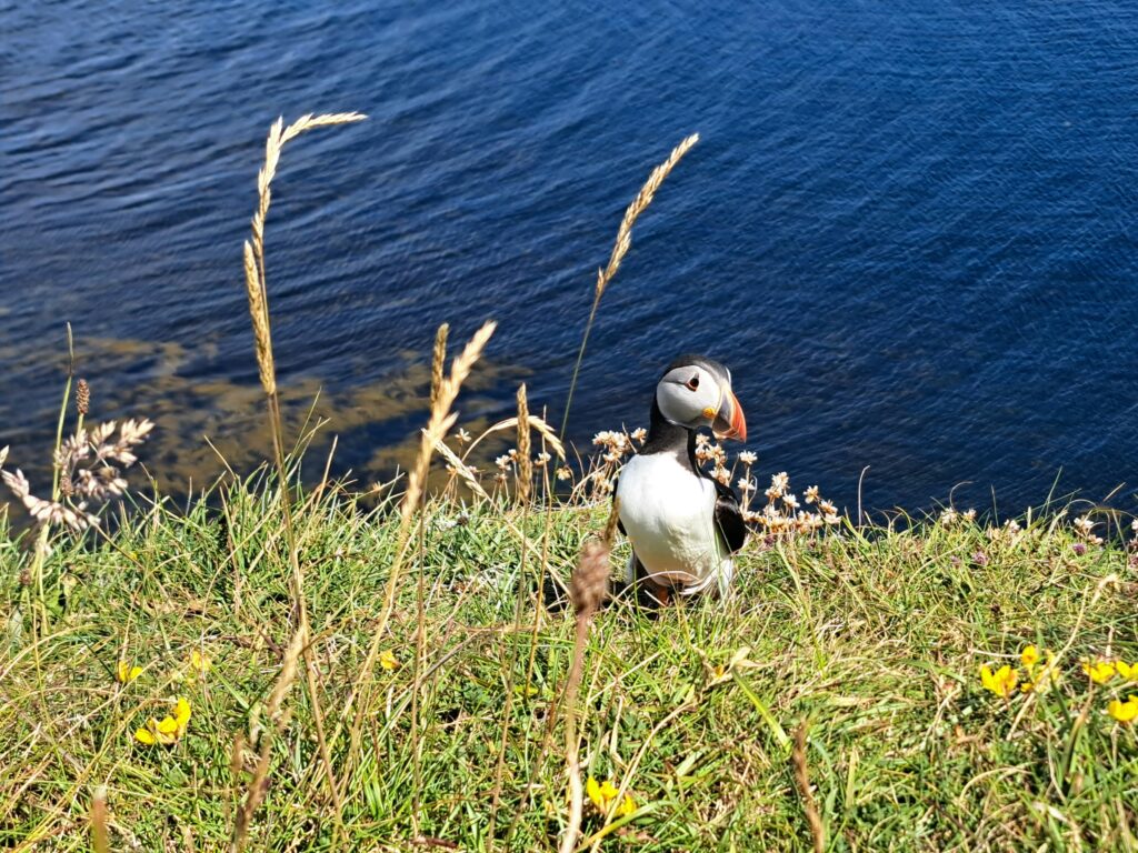 photo of a cute puffin on land