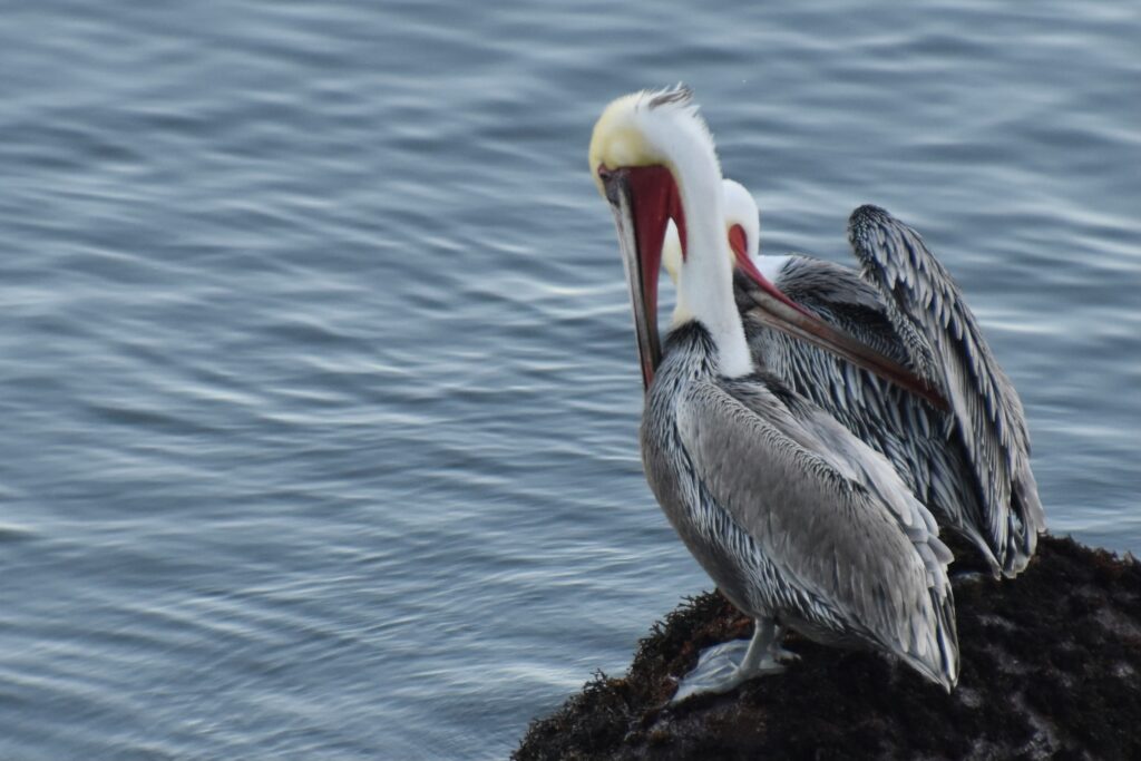 photo of seabirds called pelicans