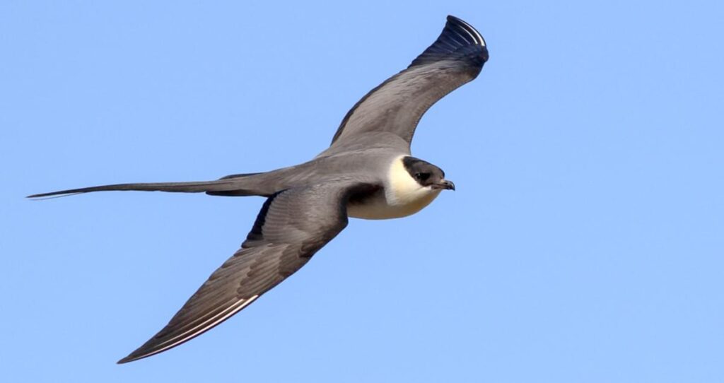 long-tailed jaeger photo