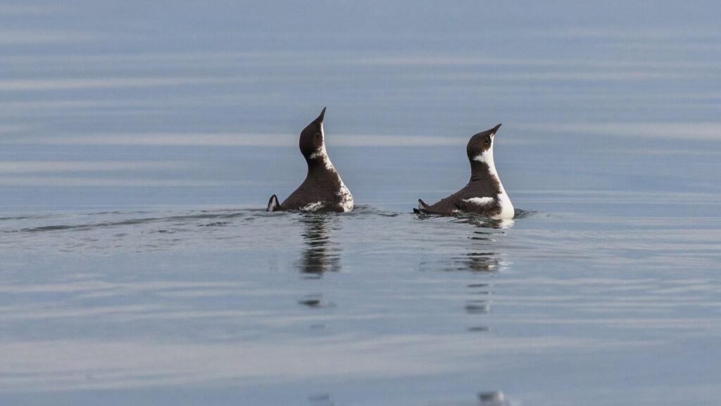 photo of Marbled Murrelet seabirds