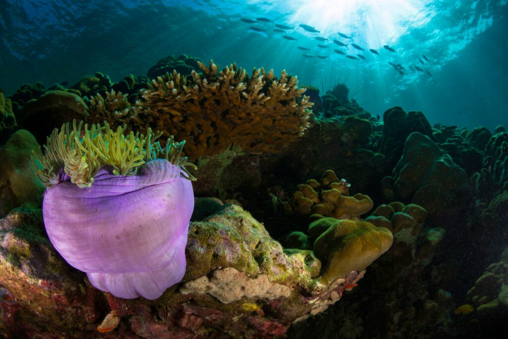 dark underwater photography of marine life