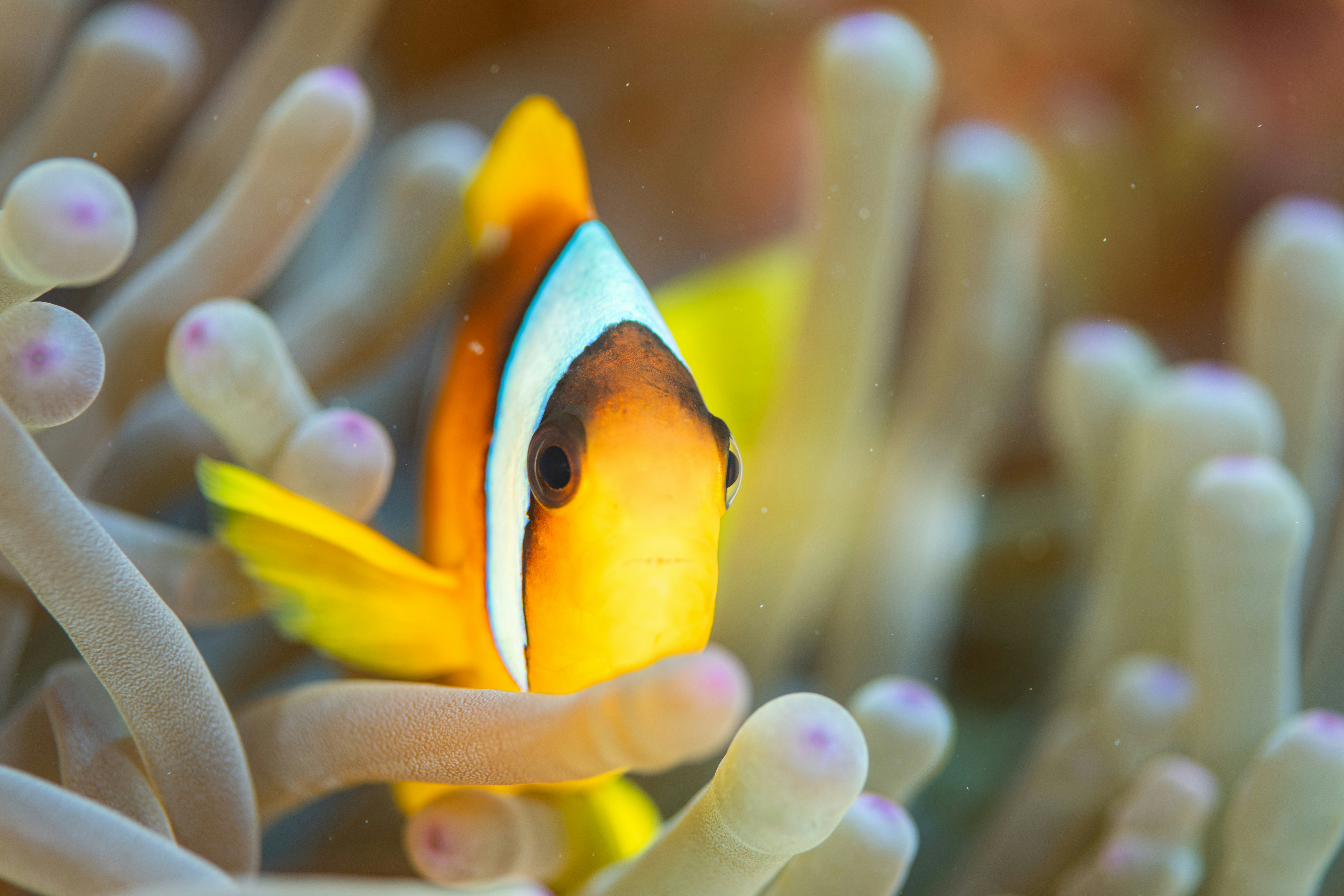 Photo of a clownfish taken by an underwater camera