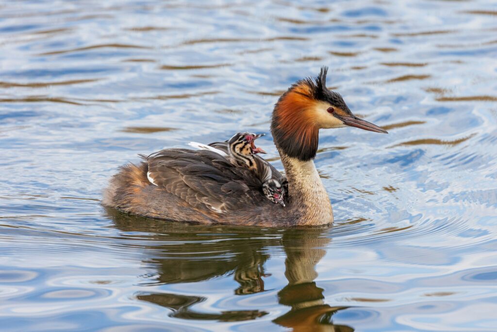 photo of a seabird named great crested grebe