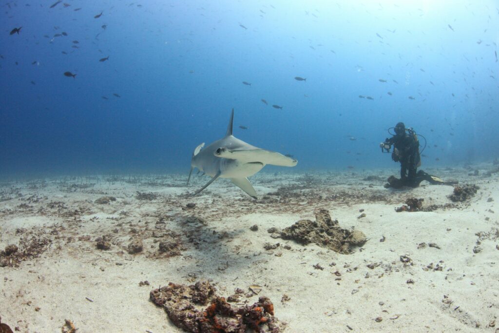 a scuba diver posing with a fish, with a scuba diving gadget to gift a diver