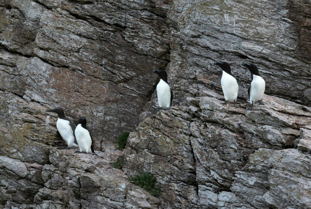 Photo of Auks, seabirds on cliffs