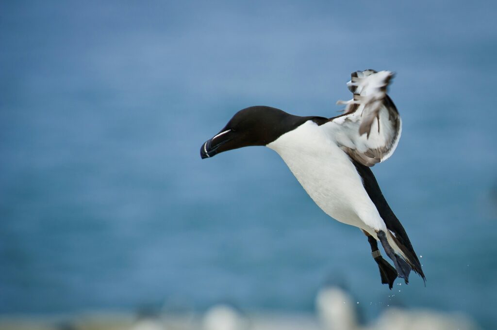 photo of a black-footed albatross bird