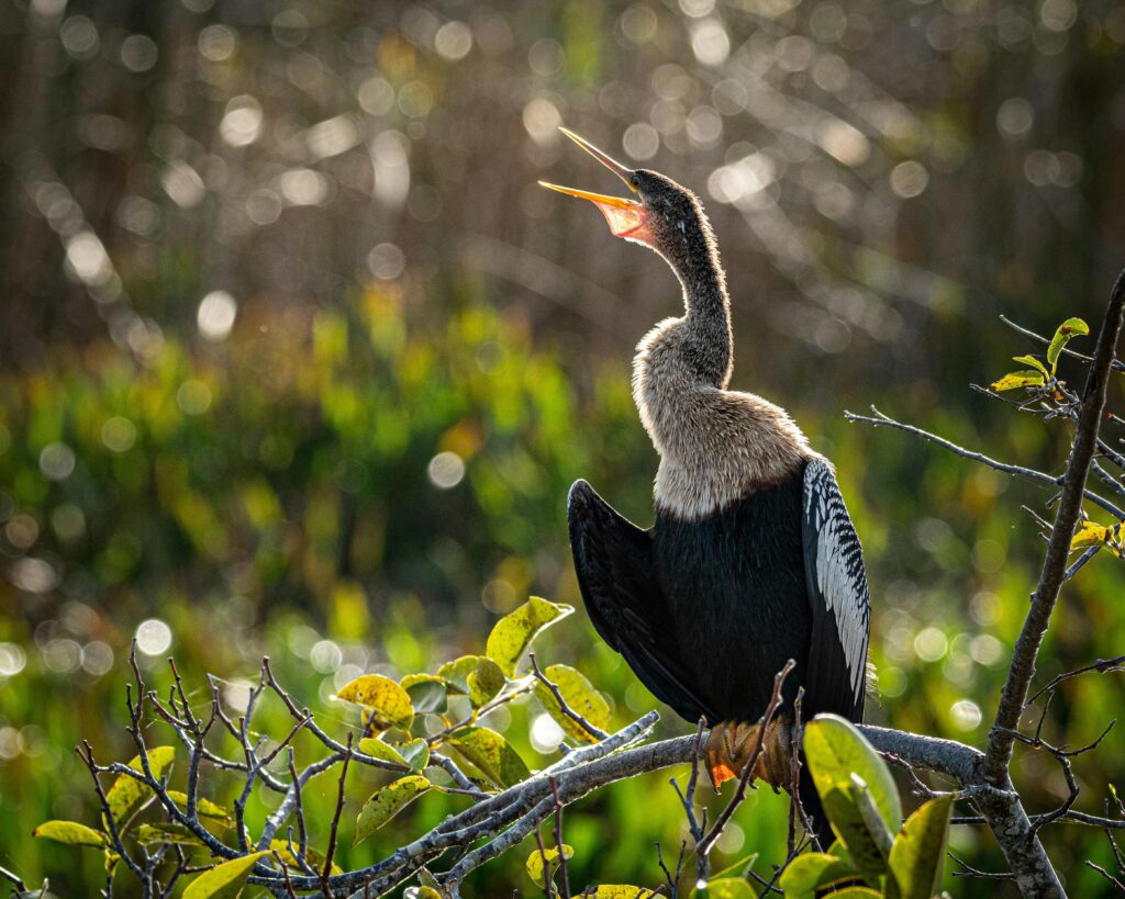 photo of an anhinga