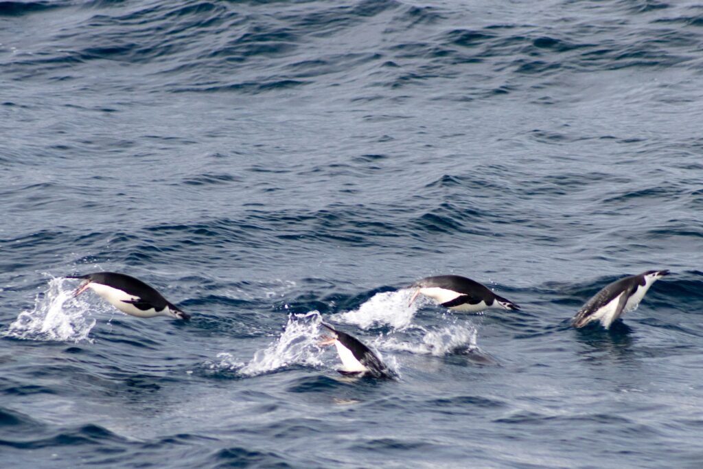 photo of penguins, seabirds