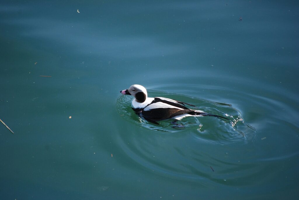 photo of a long-tailed duck
