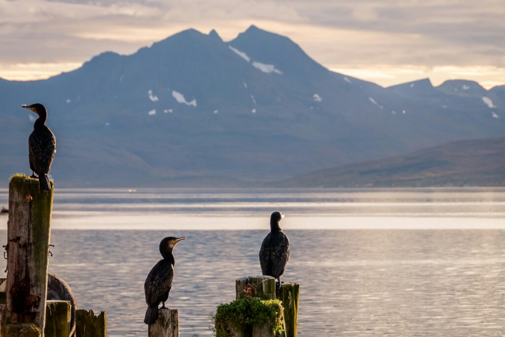 photo of seabirds called cormorants