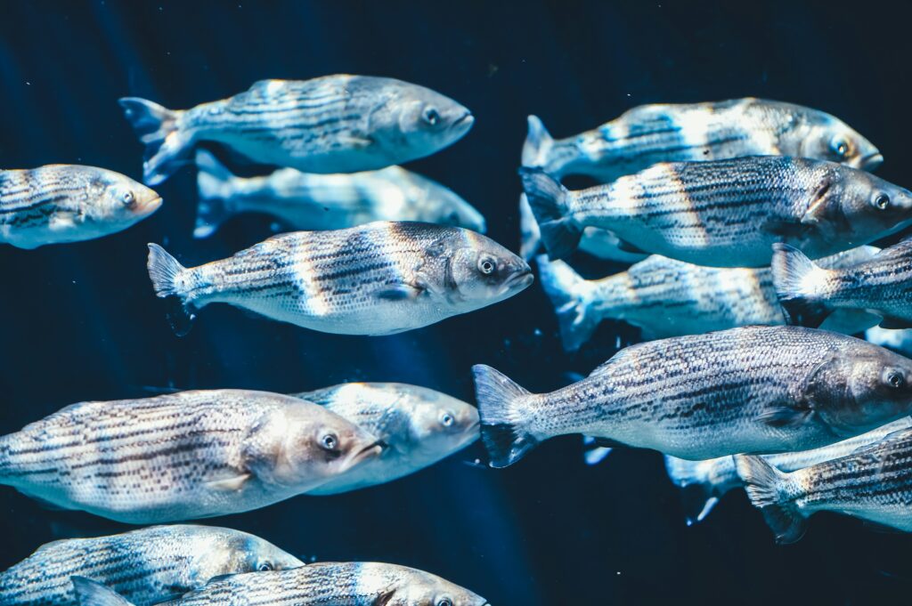 an underwater photograph of a school of fish