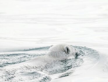an Arctic polar bear swimming around