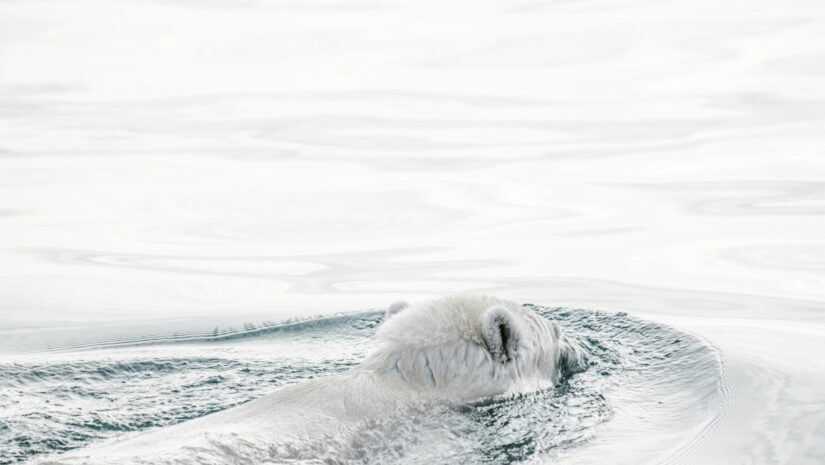 an Arctic polar bear swimming around