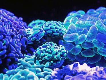 Blue coral reefs map Blue coral reefs in the world Blue coral in the ocean Blue Coral Reef Japanese song Blue coral reefs in the ocean Blue coral reefs facts Blue coral scientific name Where is blue coral found