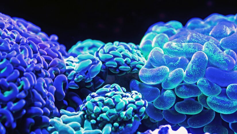 Blue coral reefs map Blue coral reefs in the world Blue coral in the ocean Blue Coral Reef Japanese song Blue coral reefs in the ocean Blue coral reefs facts Blue coral scientific name Where is blue coral found