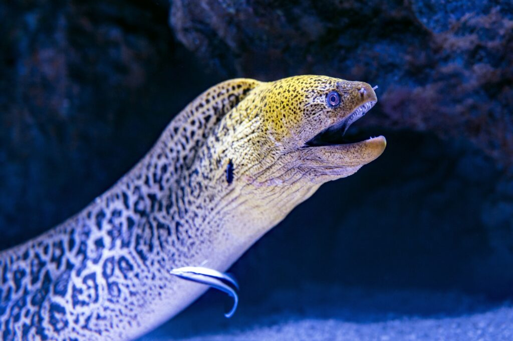 a photo of a sea creature