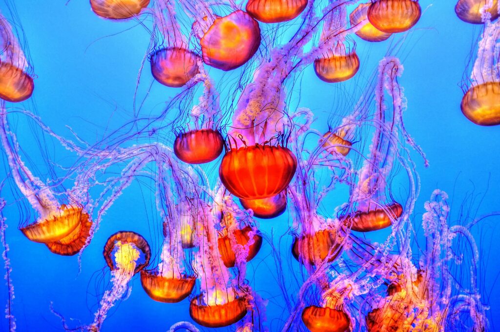 a photo of bright neon pink jellyfish