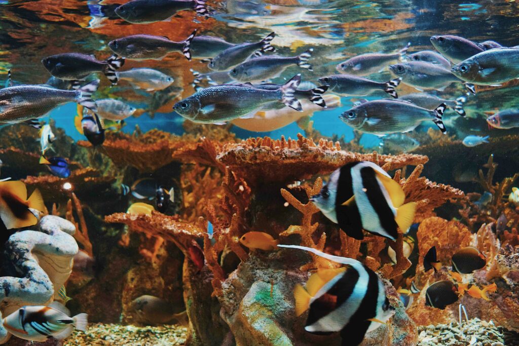 an underwater photograph possibly taken by a GoPro:
Underwater pictures of sea life
Beautiful ocean pictures underwater
Underwater images for drawing
Underwater picture scuba diving
Underwater images HD
Under water images Wallpaper