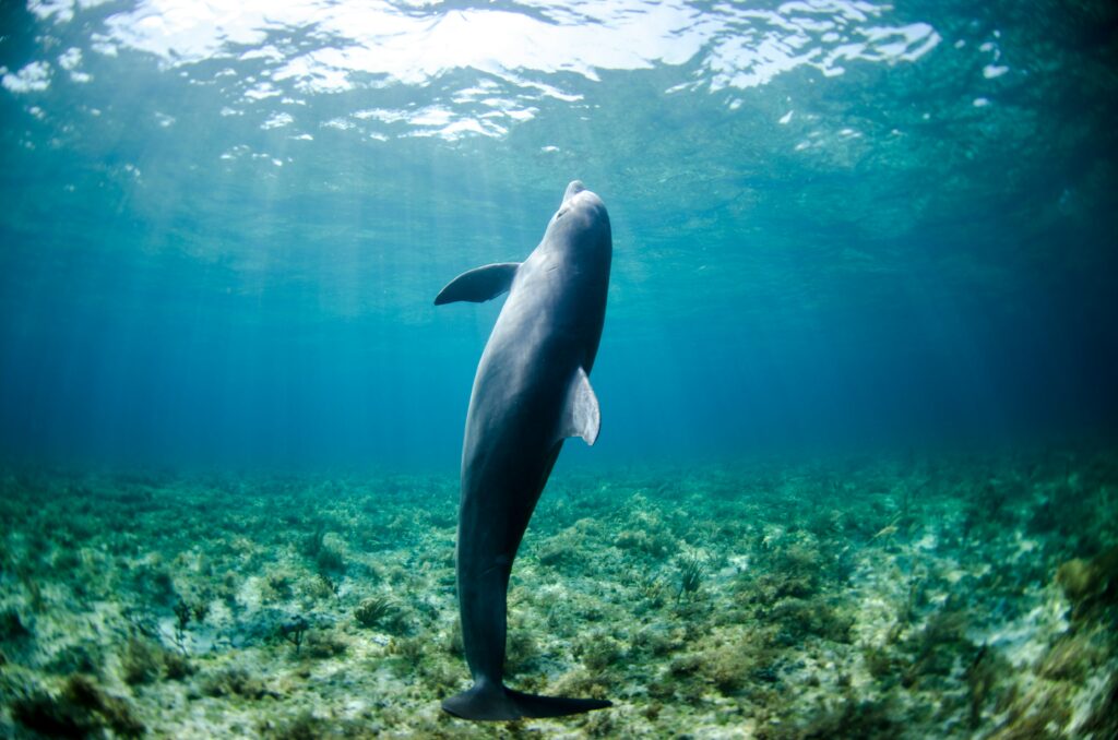 Capturing marine life photo, Marine Wildlife, 15 Tips for Getting Marine Life Photos,