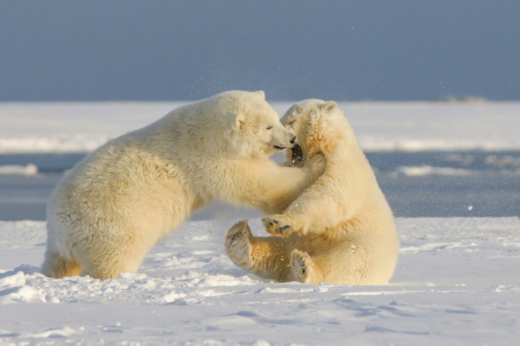 a picture of polar bears play-fighting