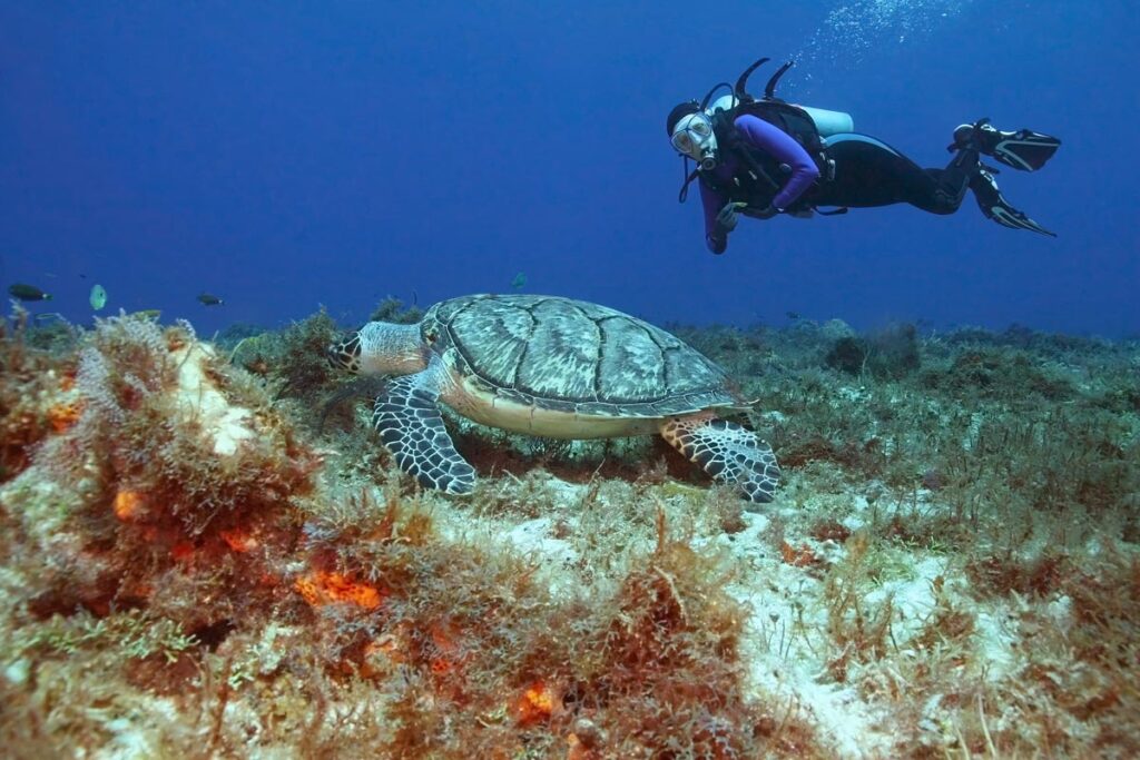 diving on a budget