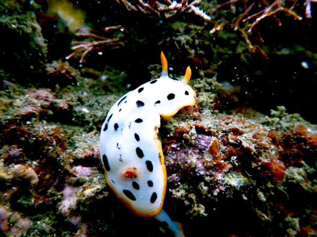 Chromodoris
