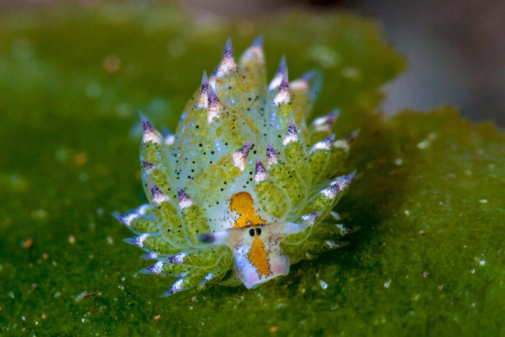 Costasiella Kuroshimae
