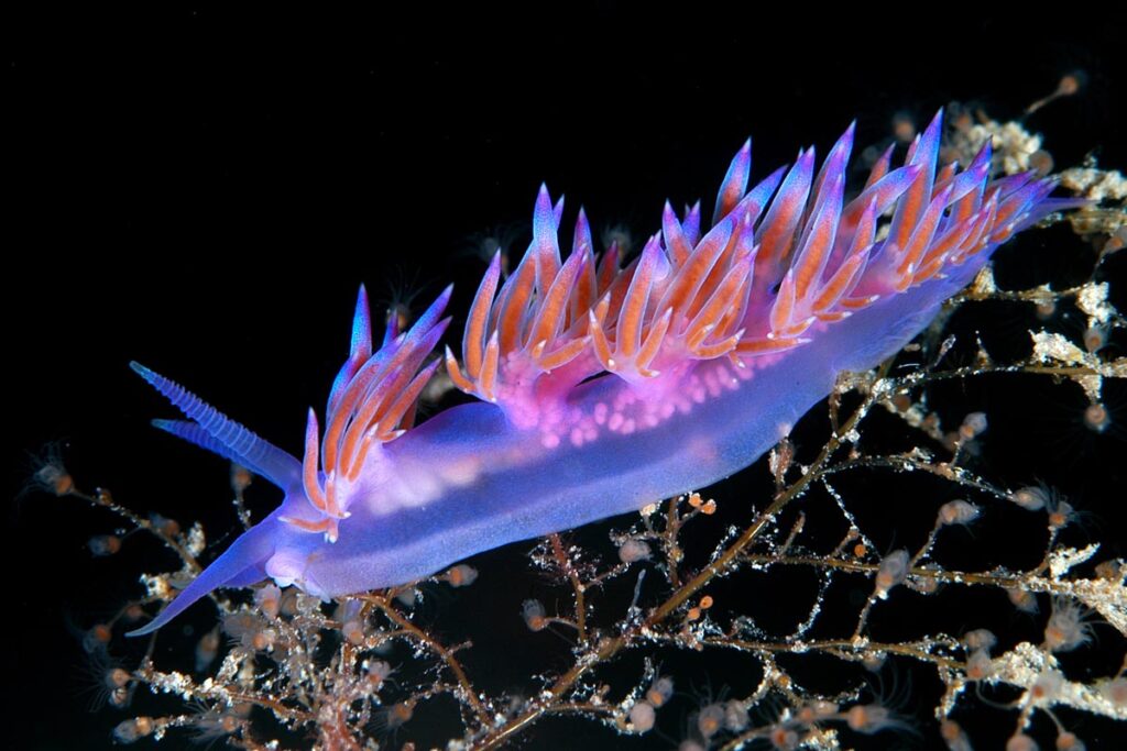 Flabellina