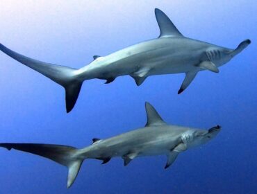 HaMMERHEAD SHARKS - Image by Rianne Poesse