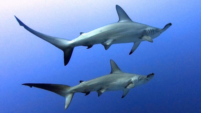 HaMMERHEAD SHARKS - Image by Rianne Poesse