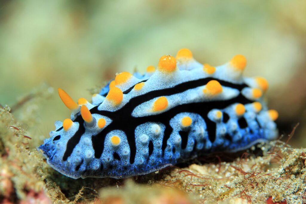 Varicose Wart Slug (Phyllidia Varicosa). Padang Bai, Bali, Indonesia