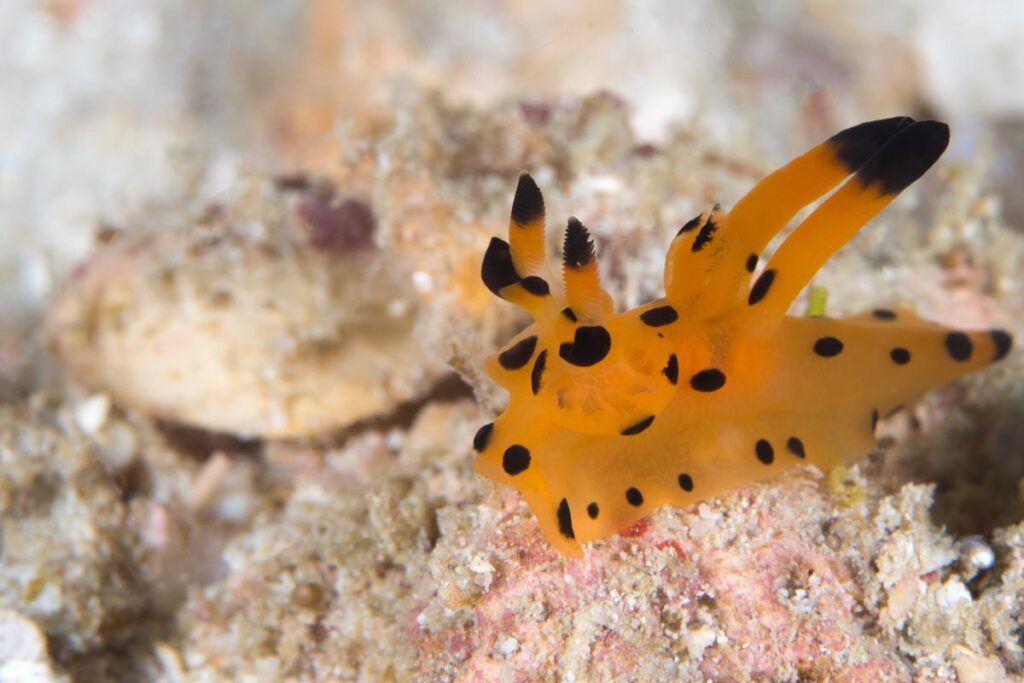 Pikachu Nudibranch
