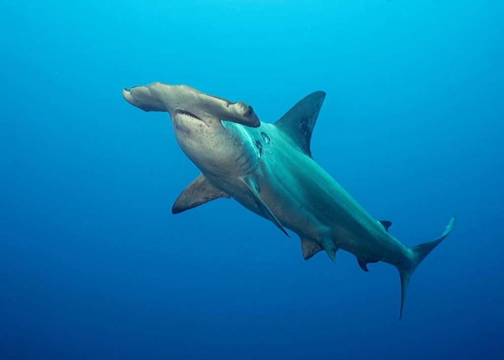 Hammerhead shark Adobe Stock