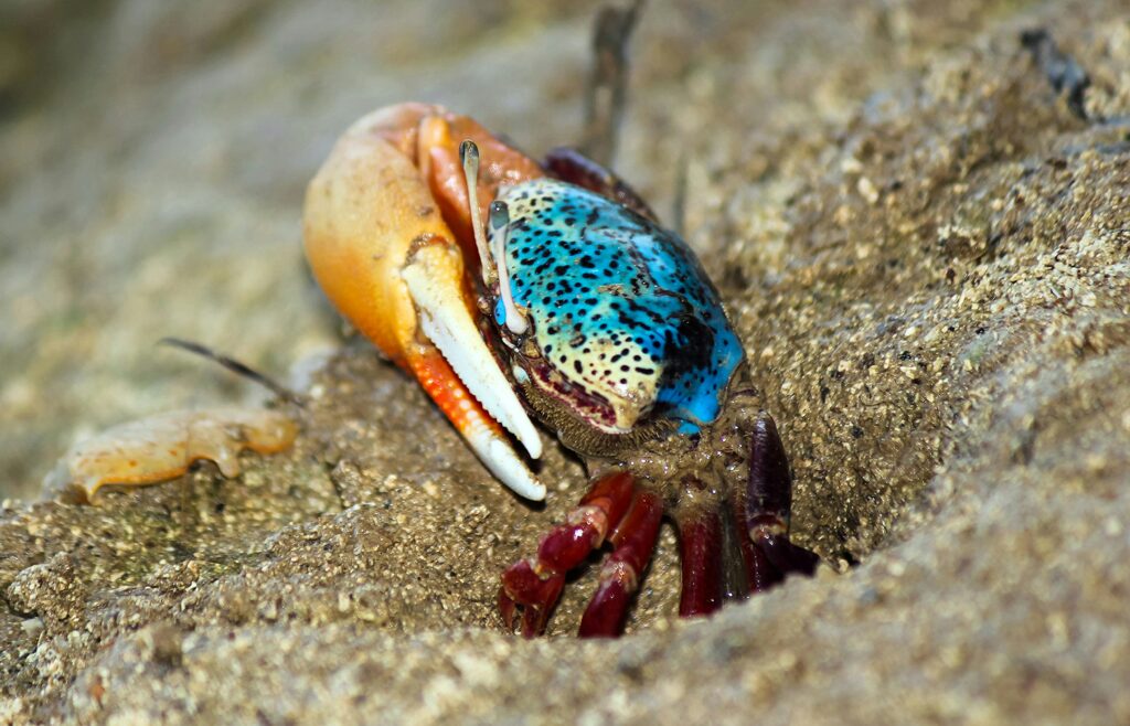 an underwater cave animal