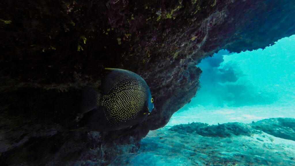 an underwater cave animal