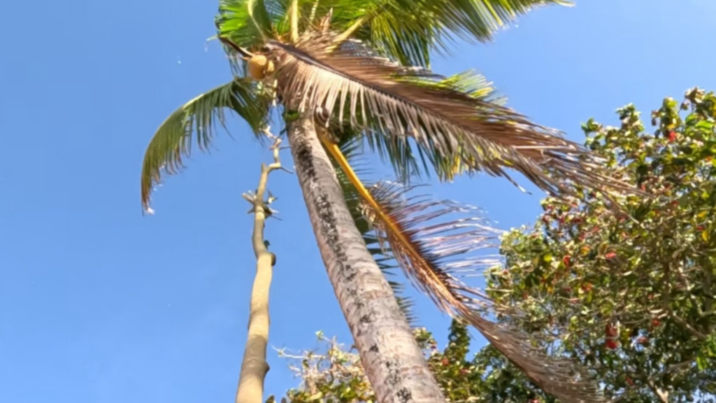 a photo of coconut trees in the wild