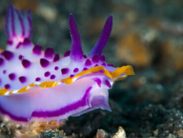 Purple mexichromis nudibranch