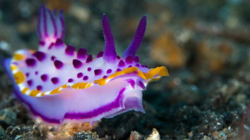 Purple mexichromis nudibranch