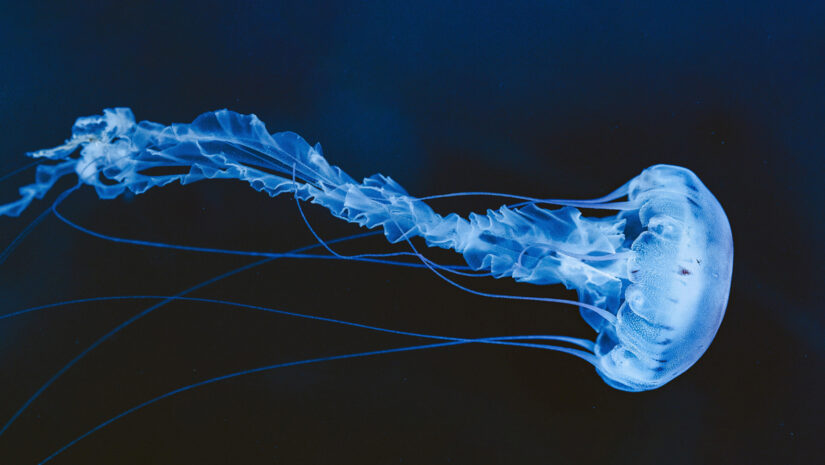 Jellyfish season