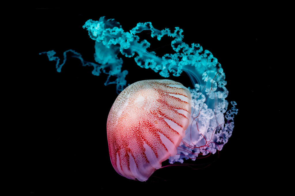 The lion's mane jellyfish or the giant jellyfish swimming in dark water.