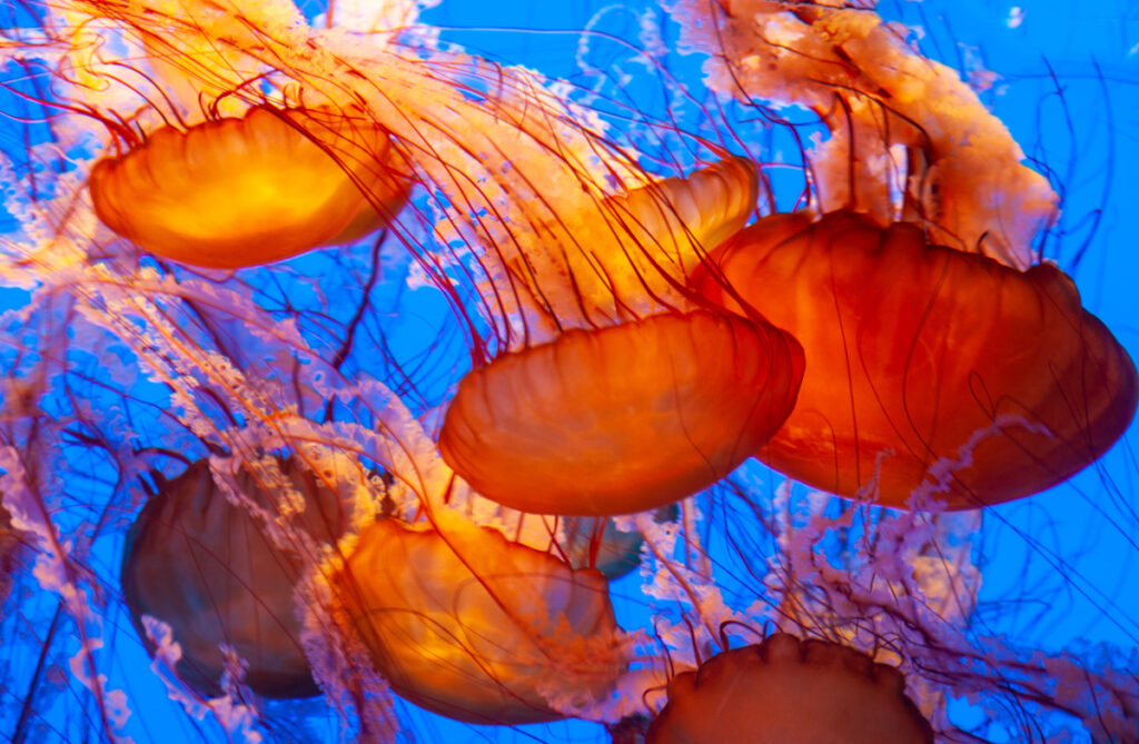 beautiful orange jellyfish against deep blue