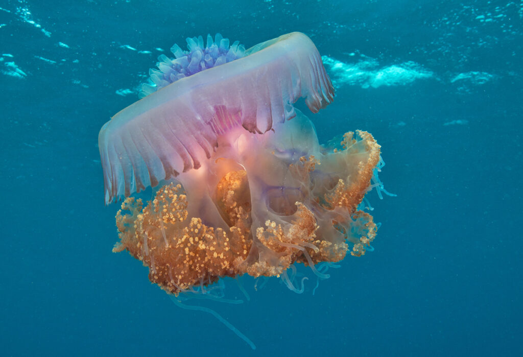 Jellyfish