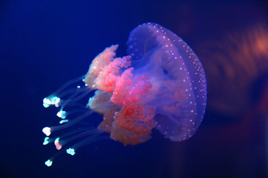 Glowing barrel jellyfish swimming in the water