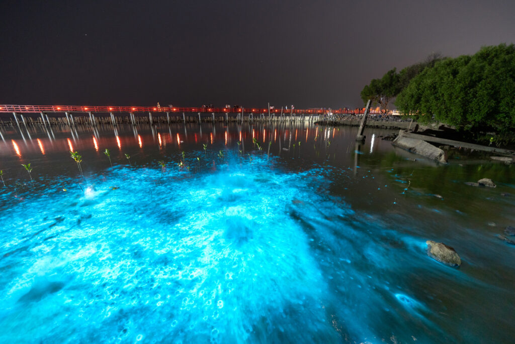 Bioluminescent Plankton Light Up the Sea, The Mesmerising Phenomenon making the Sea Glows Bright Blue at Sapan Daeng (Red Bridge) at Mutchanu Shrine, Samut Sakhon Province, Thailand.