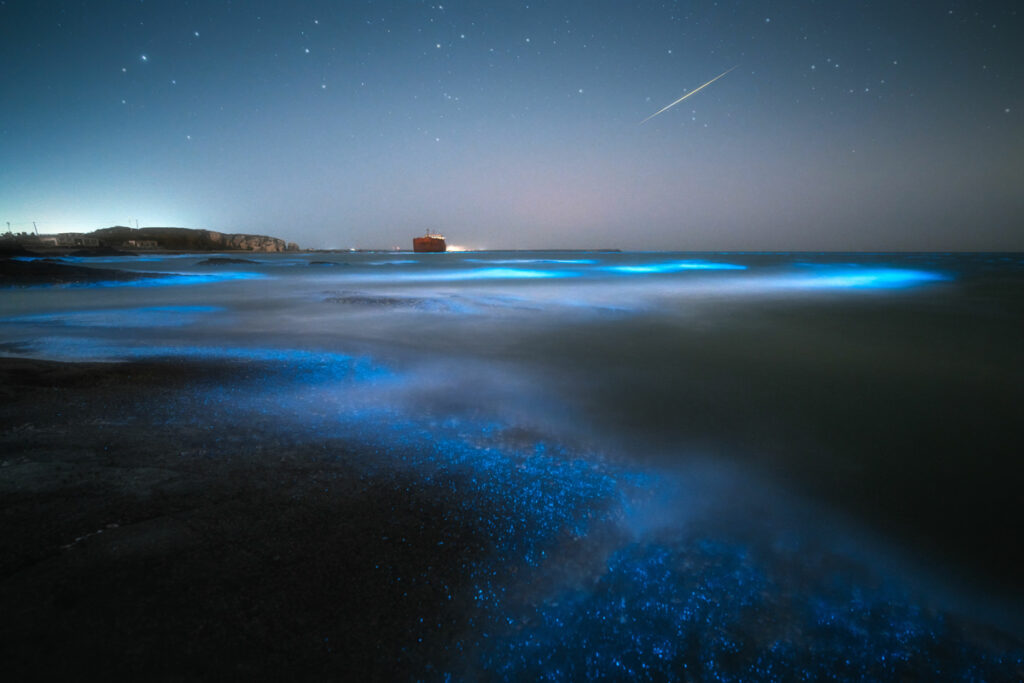 Bioluminescent with boat