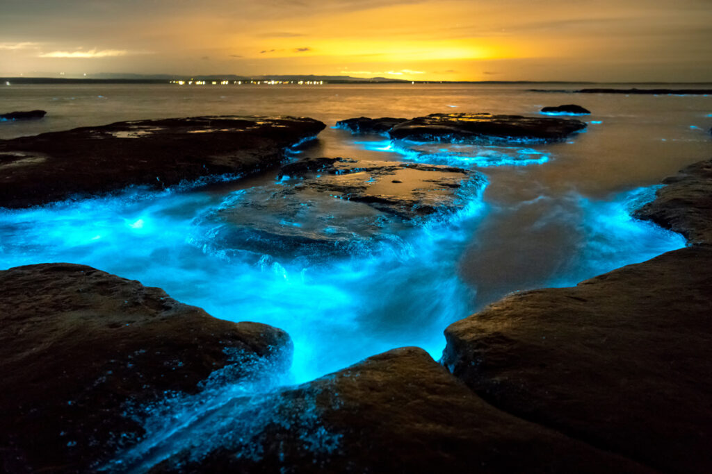 waves of Bioluminescence